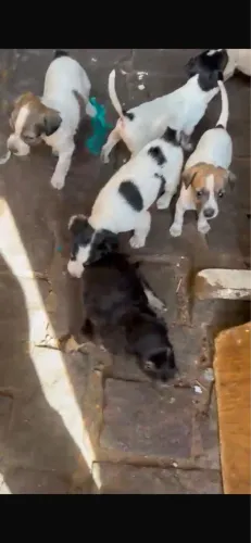 Lindos filhotes misturados!!