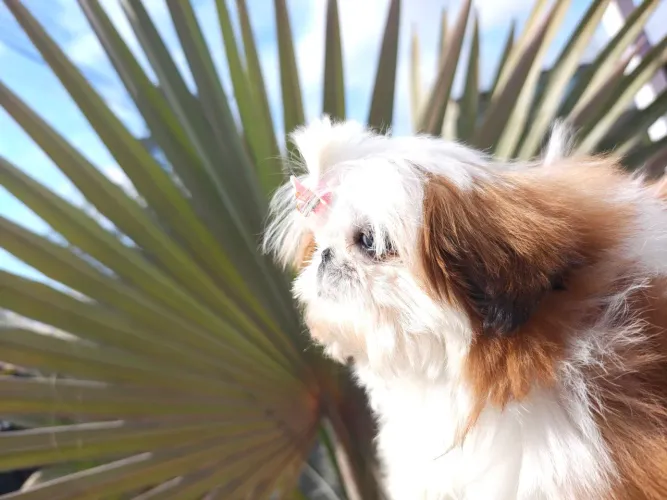 Shih Tzu fêmea alto padrão