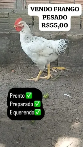 VENDO FRANGO E GALO