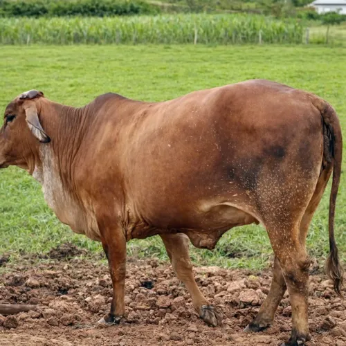 Novilha girolanda prenha