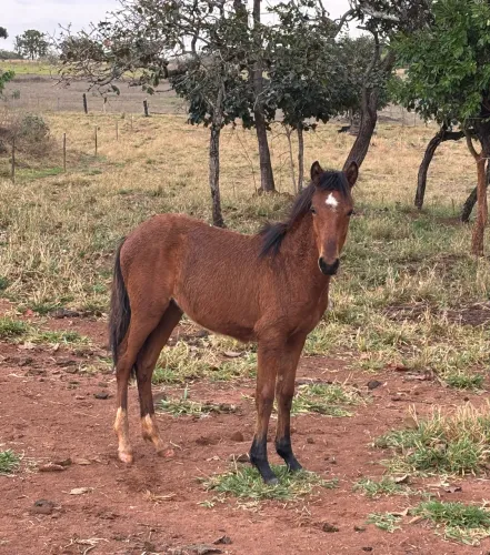 Potra Mangalarga 