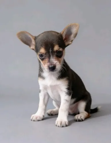 Pinscher Zero Prontinho