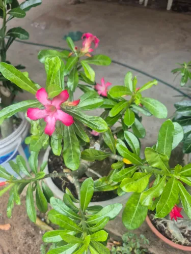 Flor do Deserto