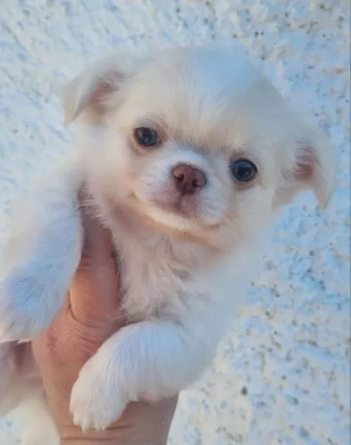 Chihuahua fêmea pelo longo
