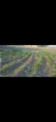 Vendo terreno em moita redonda município de Aquidaba