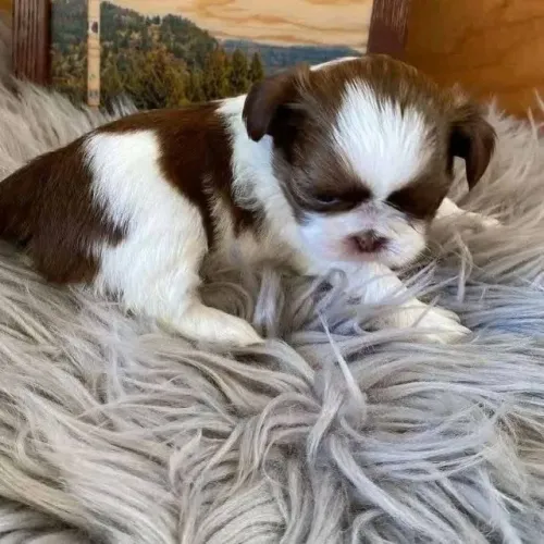 Filhotes de Shih Tzu | Pequenos cheios de encanto!