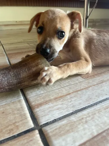 Cachorrinha 