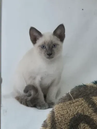 Filhote gato adoção