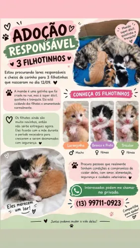 Doação de gatos quem tiver interesse me chama no WhatsApp, sou de são Vicente