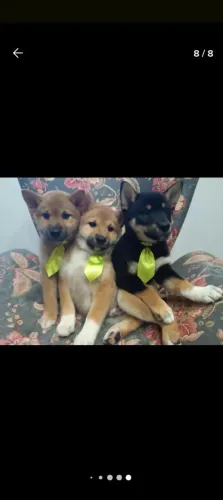 Lindos filhotes de shiba inu com pedigree