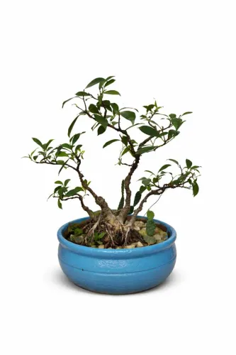 Ficus Troncos Múltiplos 