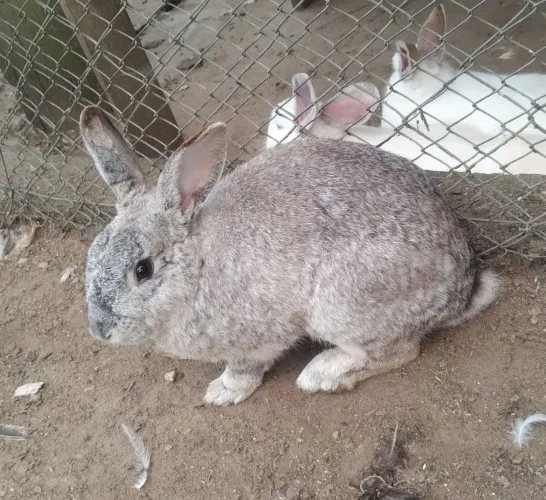 Coelhos macho