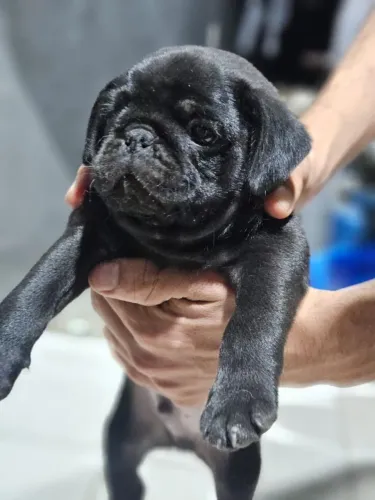 Filhote de pug