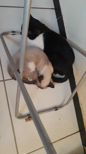 Doação  de gatos  feminhas  e machos  e filhotes  