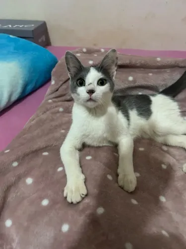 Gato Macho filhote