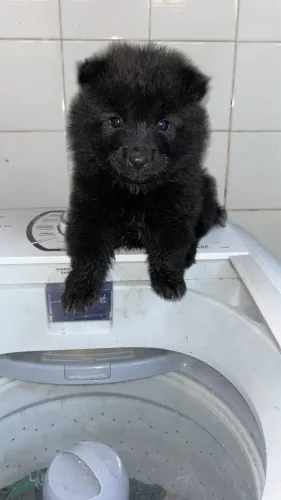 Cachorro Chow Chow puro -Fêmea