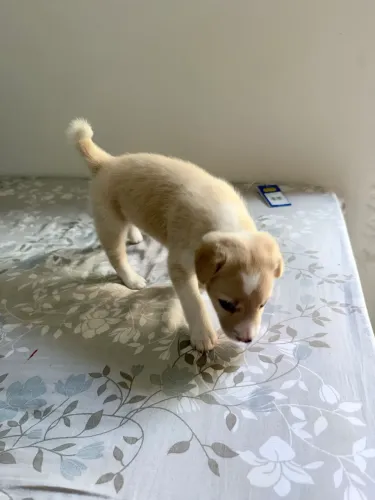Cachorros para doação filhotes cachorrinhos