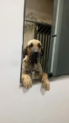 Venda de filhotes de fila brasileiro