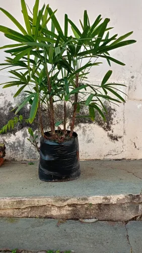 Palmeira Ráfia 80cm