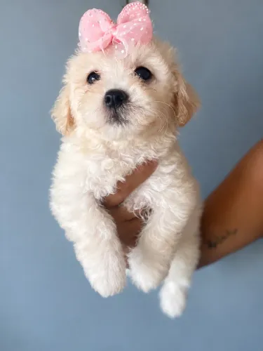 Casal de poodle 