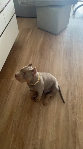 American Bully