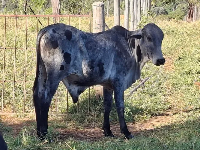 Garrotes a venda