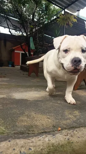 American bully fêmea 