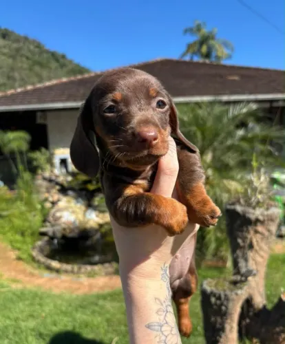Dachshund