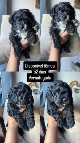 Filhotes de poodle 