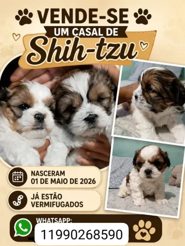 Vende- se filhotes de Shitzu