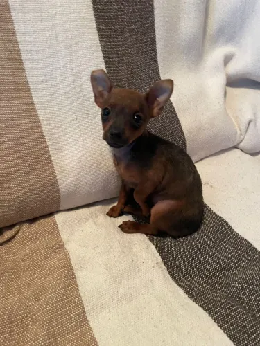 Pinscher 0 