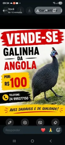 Galinha da angola 