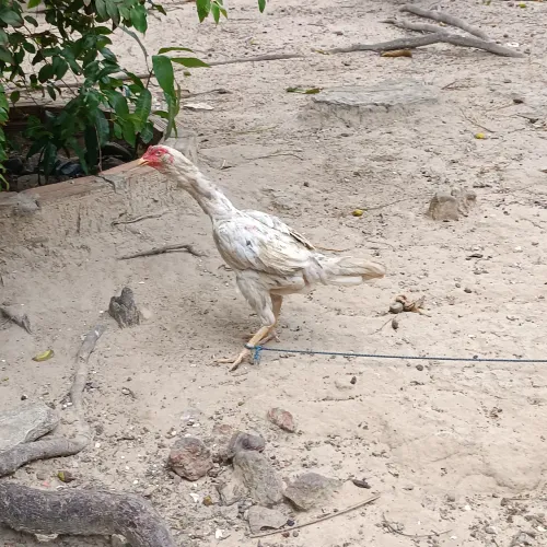 Vendo uma Galinha carioca.