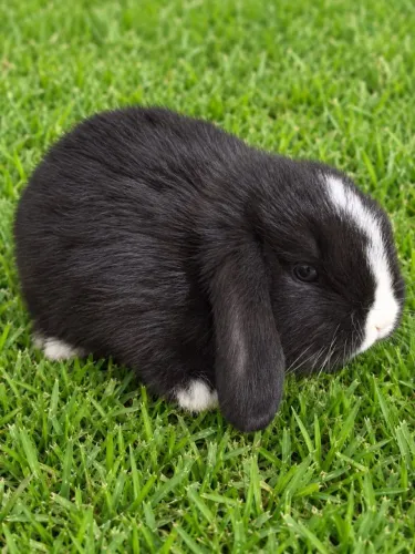 Coelho mini lop uruguaio.