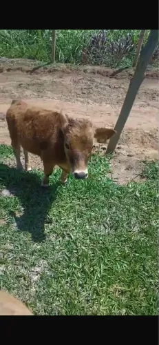 Mini boi a agro Ponder 