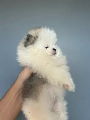Lulu da Pomeranea Fêmea 