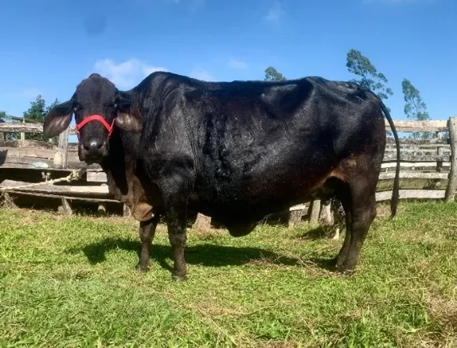 Vaca Girolanda Prenhe - Inseminada sexada Fêmea