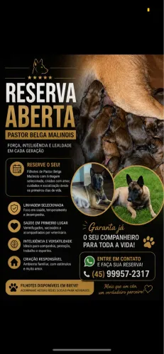 FILHOTES PASTOR BELGA MALINOIS