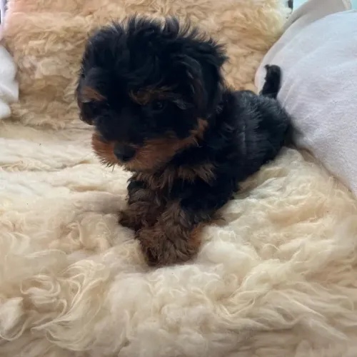 yorkishare