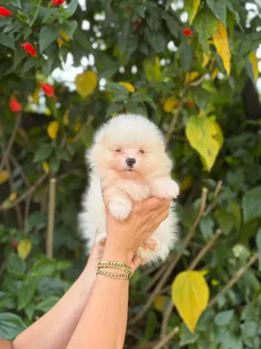 Spitz alemão menino branco