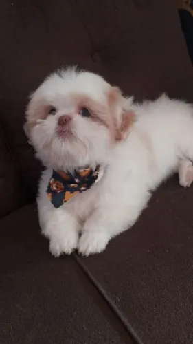 Shitzu macho