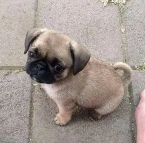 Pug Filhotes Incrivelmente Amorosos. 