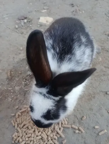 Filhote de coelho raça borboleta 
