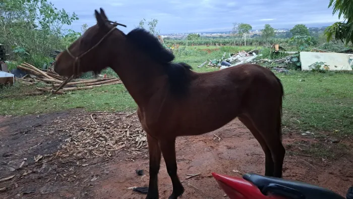 CAVALO PITISSO