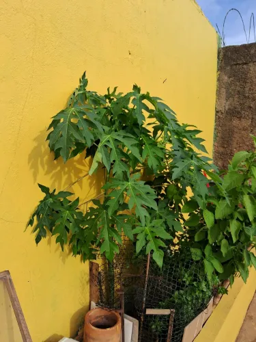 MUDA  DE MAMAO FORMOSA 