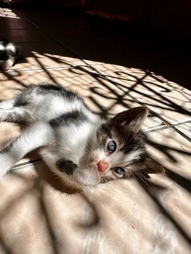 Doação de lindos gatinhos 