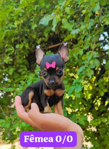Pinscher com 70 dias com todo protocolo completo