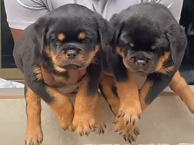 FILHOTES DE ROTTWEILER