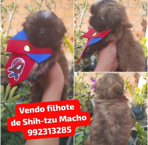 Vendo filhote de Shih-tzu Macho