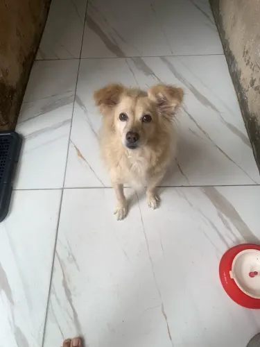 Cachorro para Adoção